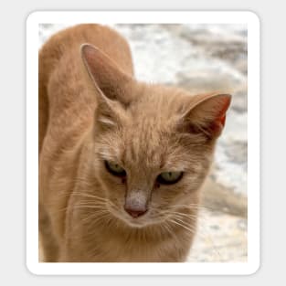 Cats of Malta - stray ginger tabby cat Sticker